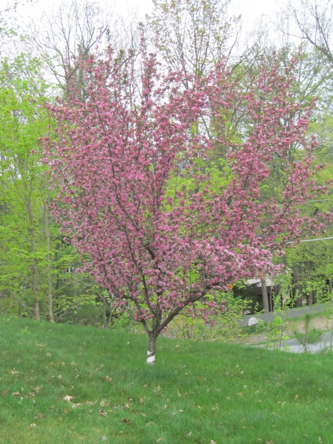 RedFloweringCrabTree_May2015