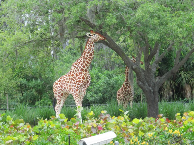 Giraffes